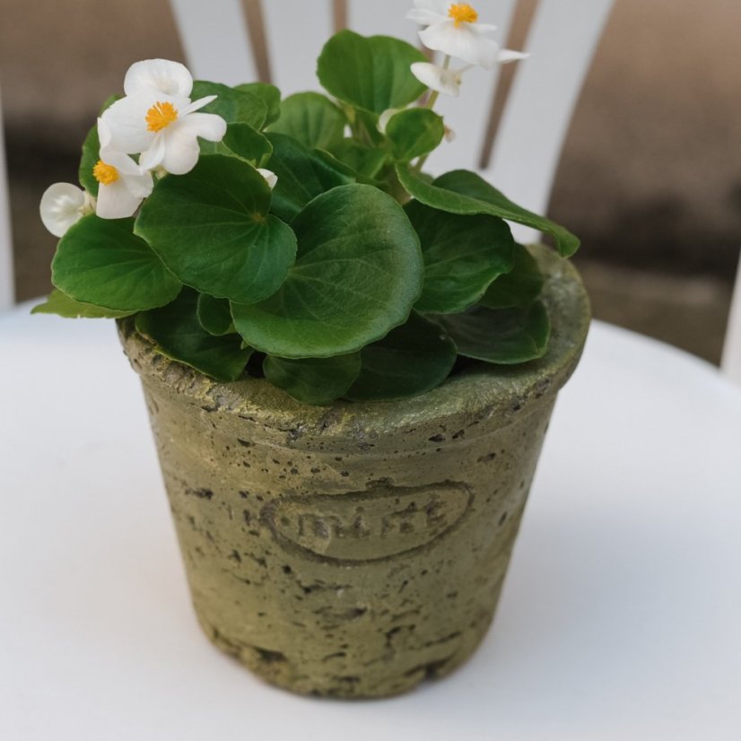 Květináč mint