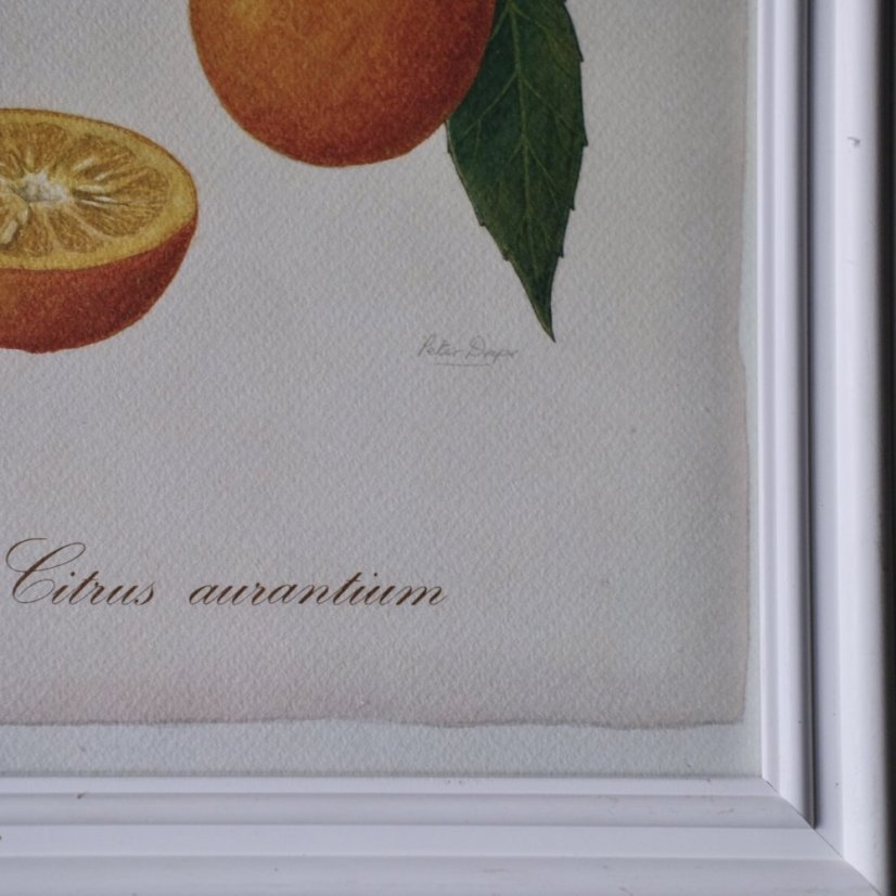 Plakat v rámu 34 x 24 cm