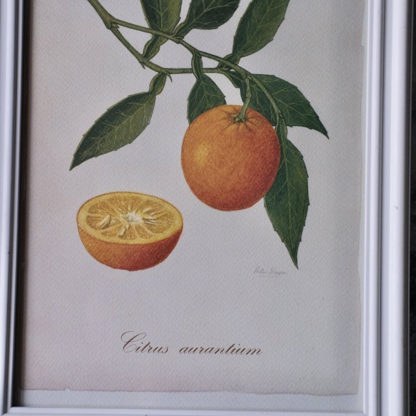 Plakat v rámu 34 x 24 cm