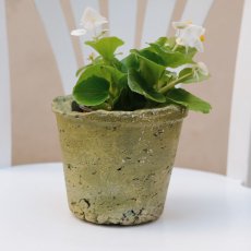 Květináč mint