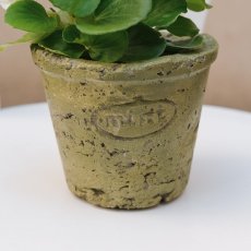Květináč mint